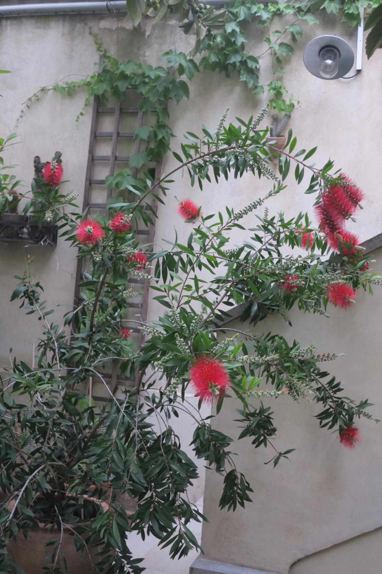 Tombe La Nefle Bed & Breakfast อาวีญง ภายนอก รูปภาพ